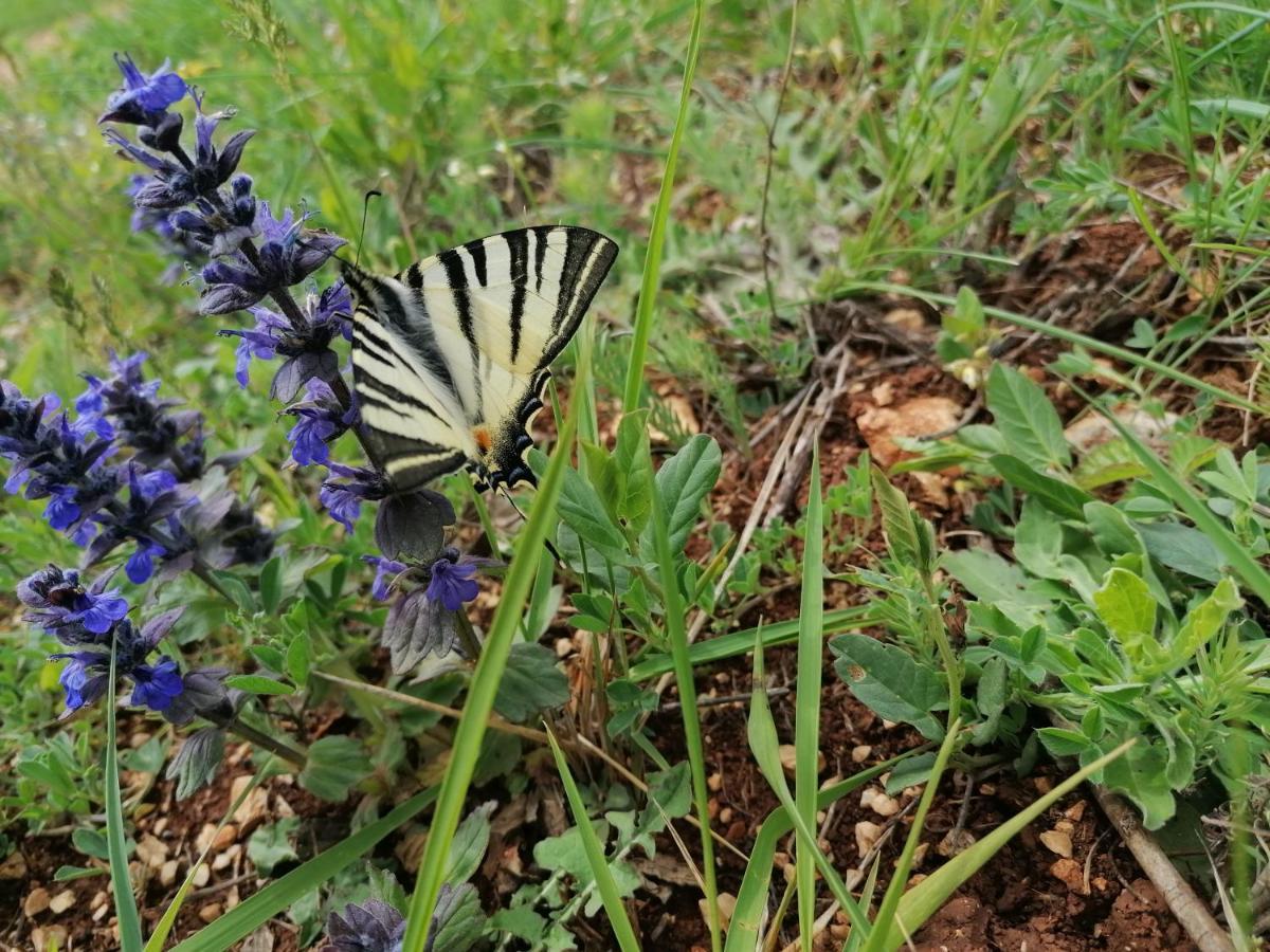 Ferienresidenz Lavandula Nova Vas  Buitenkant foto